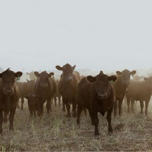 Meet your Posher, Remah